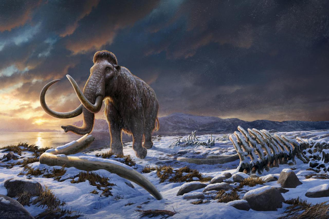 Artist's impression of the last woolly mammoth on Wrangel Island