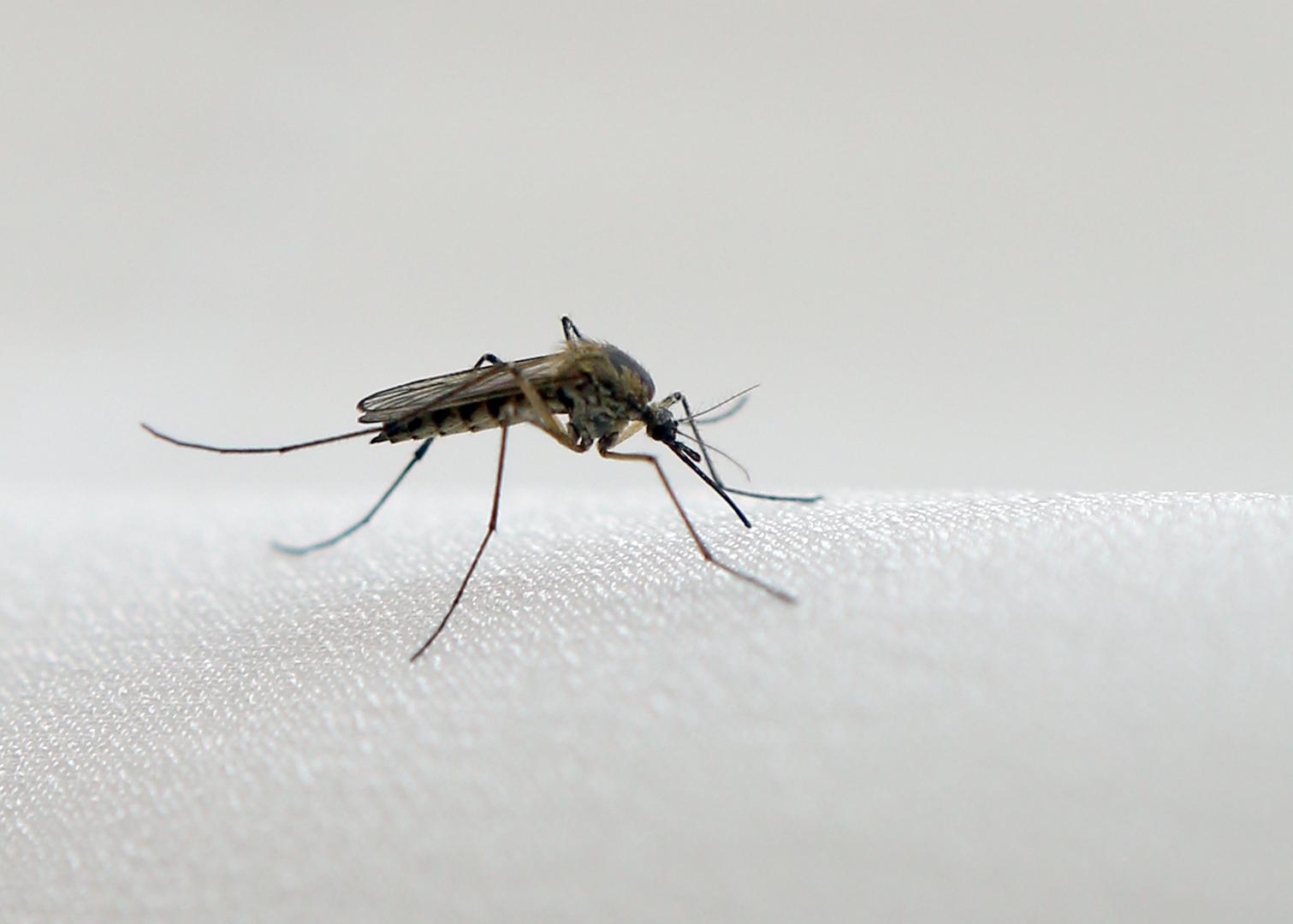 Komarci - Vjerojatno pripadaju skupini najdosadnijih kukaca, a najaktivniji su noću. Žive u 82 posto domova