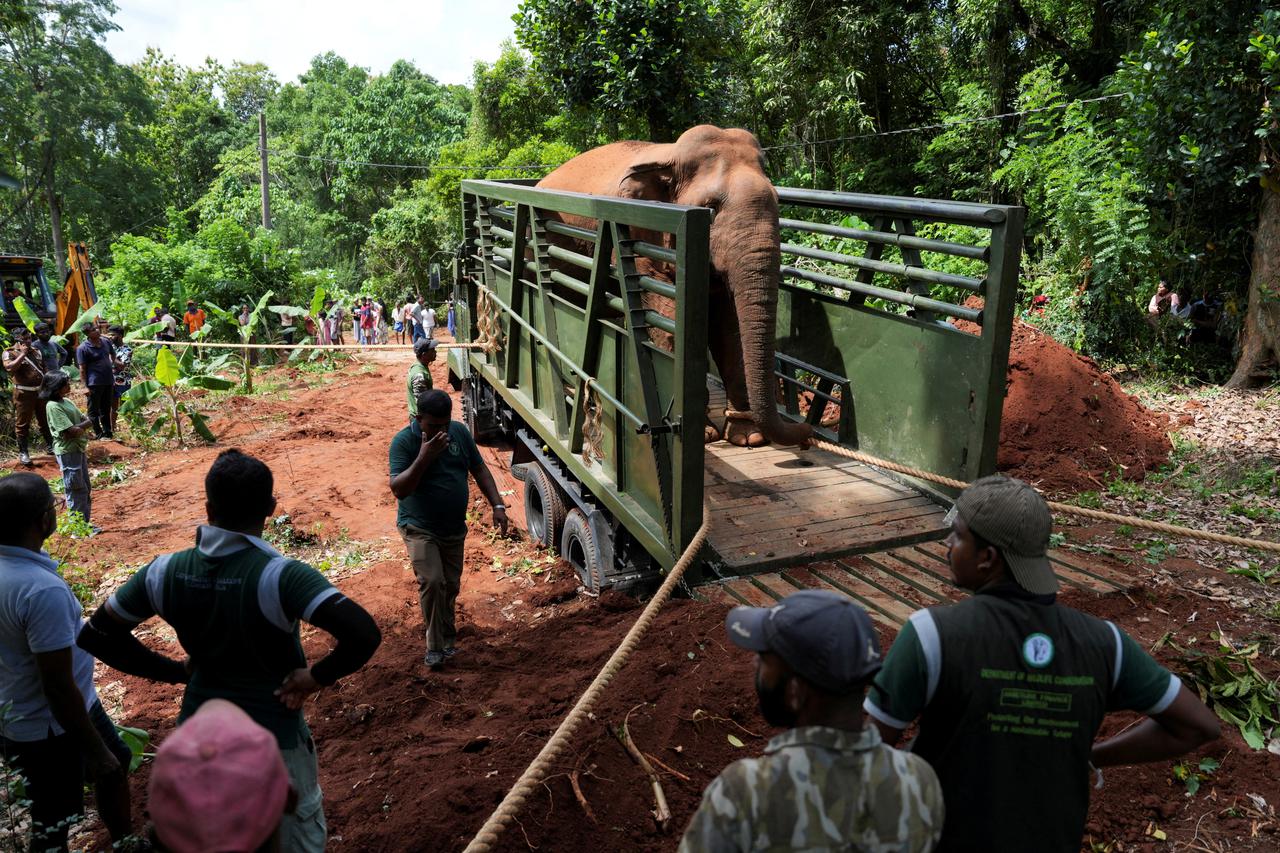 People load a wild elephant into a truck before relocating it to Horowpathana Elephant Holding Ground, in Naula