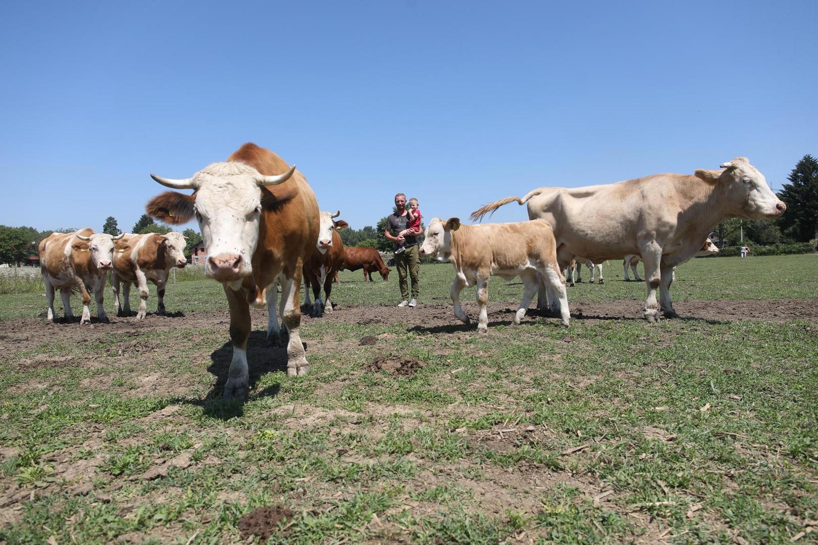 21.07.2020., Velika Gorica - Goran Speka, u selu Drnek kraj Oborova, bavi se stocarstvom i svinjogojstvom sa suprugom Ivanom i djecom Lucijom, Martinom i Matijom. 
Photo: Boris Scitar/Vecernji list/PIXSELL