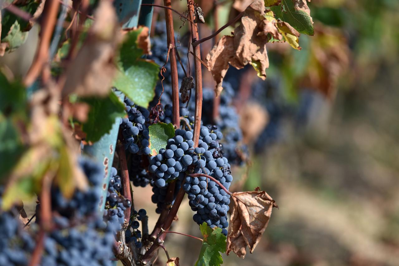 21.09.2016., Donje Polje - Vinogradi u okolici Sibenika prepuni crnoga i bijeloga grozdja iscekuju prve berbe.  Photo: Hrvoje Jelavic/PIXSELL