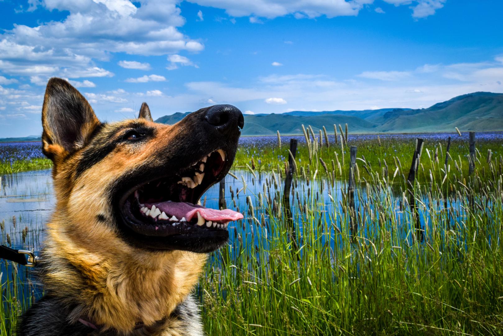 Njemački ovčar: Njemački ovčari uzgajani su za čuvanje stada i zaštitu te su koristili lajanje kao signal za opasnost. Imaju vrlo glasan lavež i često su popularni psi čuvari upravo zbog toga. Međutim, njihov snažan lavež ponekad može biti zastrašujuć za posjetitelje vašeg doma.