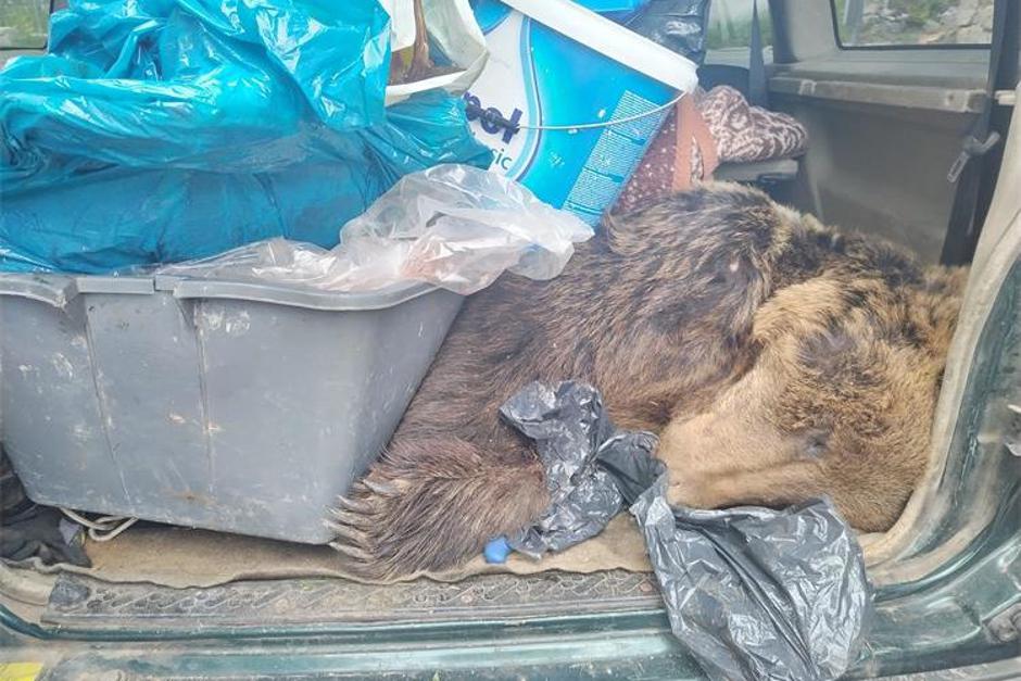 U vozilu pronađen ustrijeljen smeđi medvjed