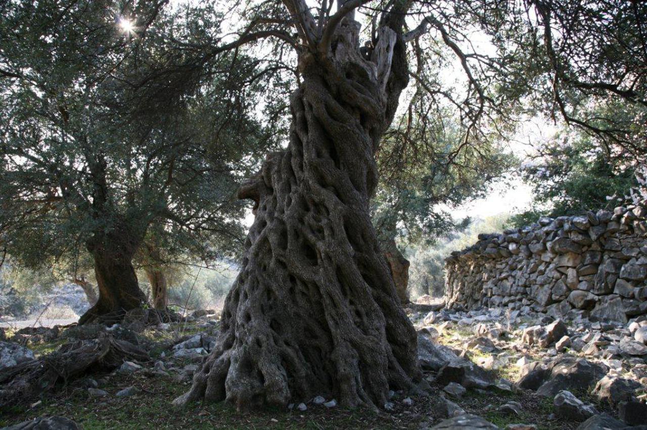 Masline koje su u Lunu zatekli još rimski legionari 
