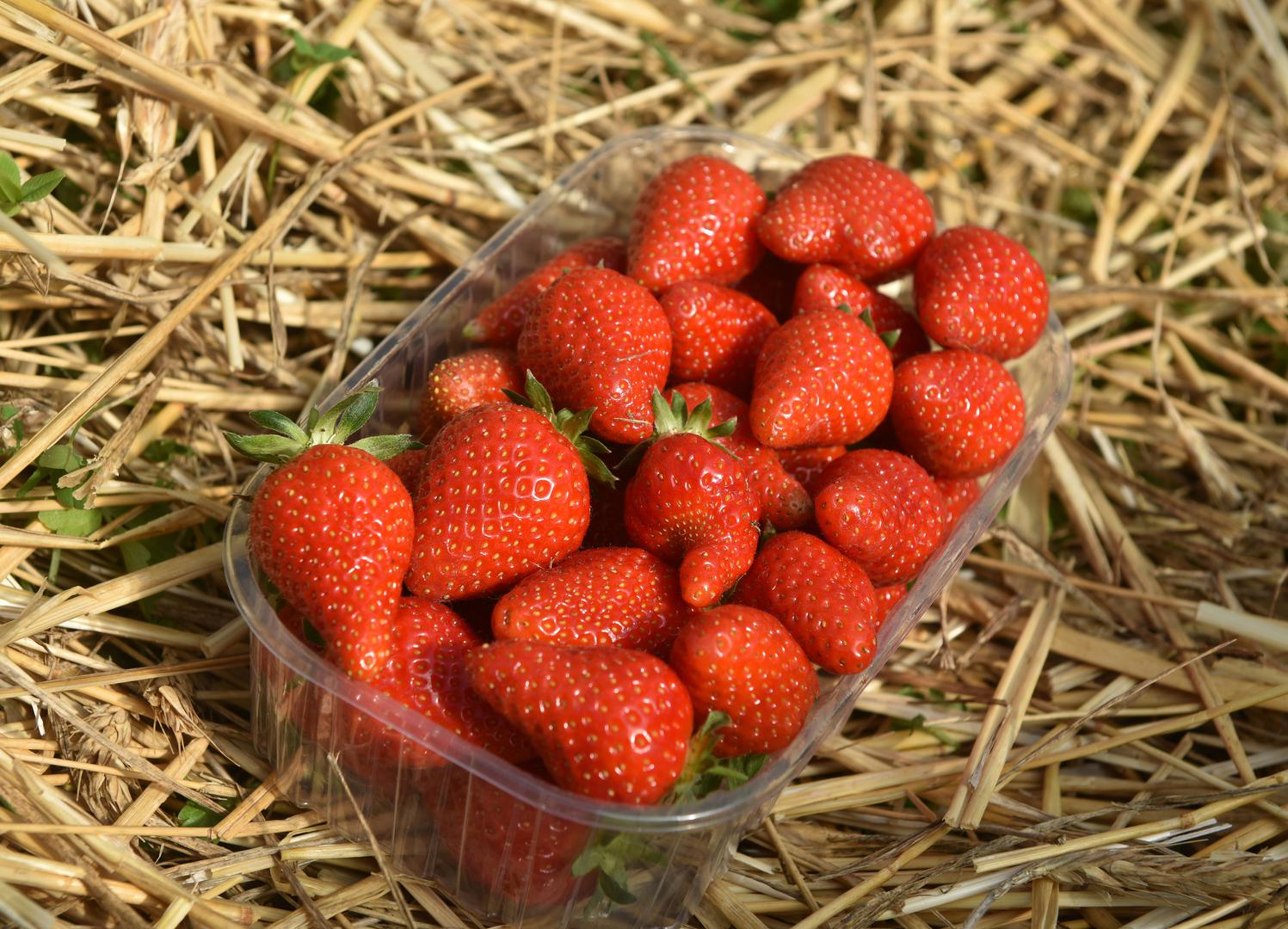 3. JAGODE: Studija iz 2008. godine otkrila je da muškarci i žene postaju seksualniji ako nose crvenu boju. Jagode su izvrstan izvor folne kiseline i vitamina B koji pomaže u odstranjivanju poremećaja kod rađanja djece, a može utjecati i na visoki broj spermija kod muškaraca. 