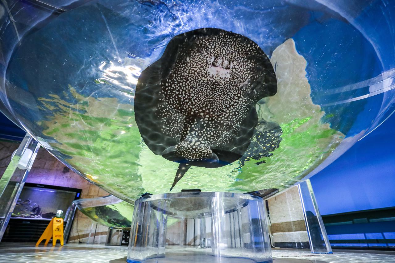 Obnovljeni  pulski Aquarium sada se prostire na 2.500 četvornih metara i postaje najveći akvarij u Europi koji izlaže isključivo mediteranski postav