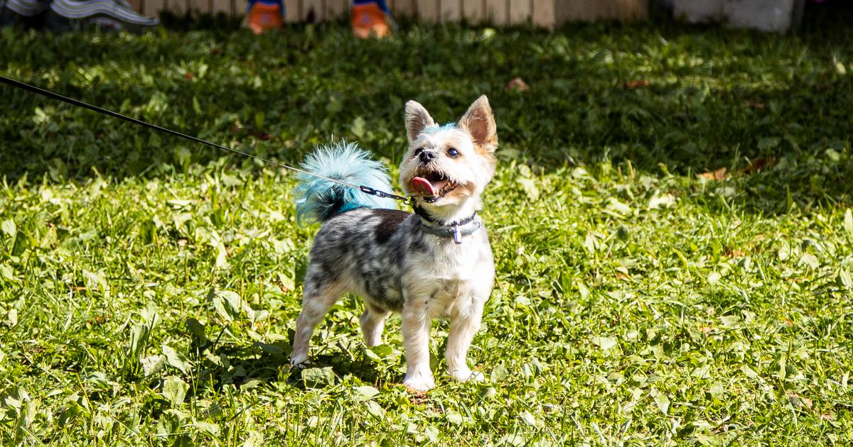 Rokeri i metalci, odazovite se! Koncert za napuštene životinje u Vintageu