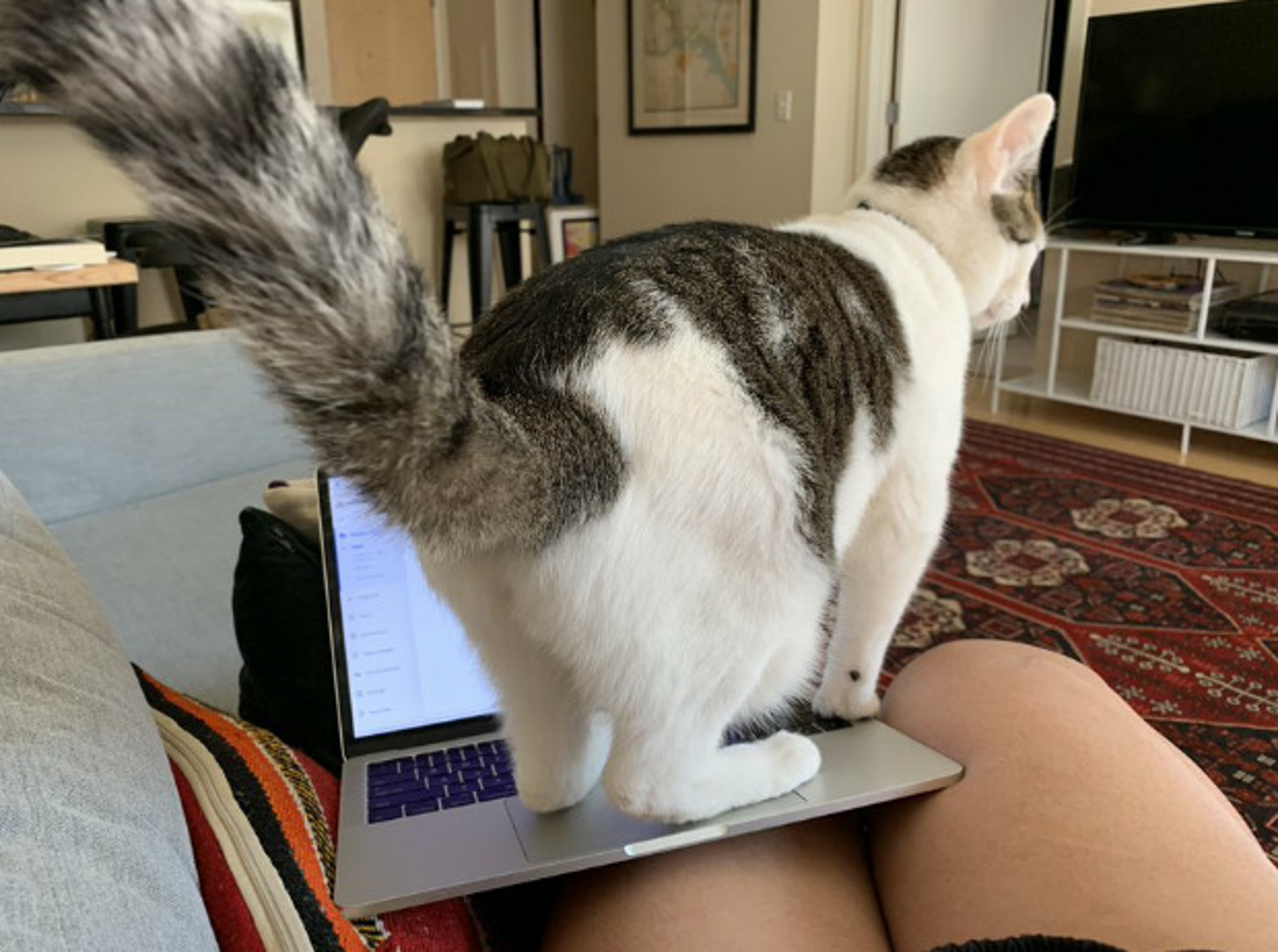 Kućni ljubimci definitivno ne razumiju koncept rada od kuće.
