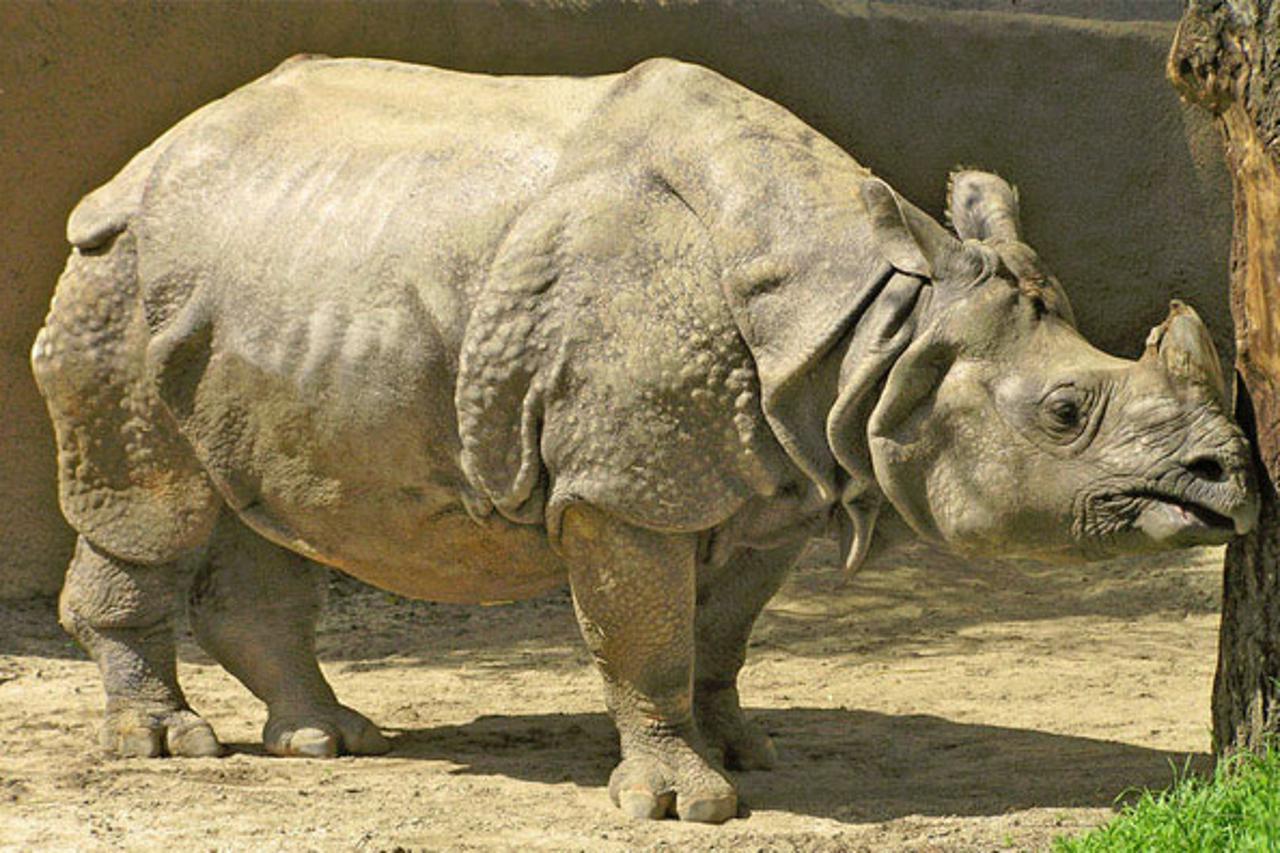 indijski nosorog