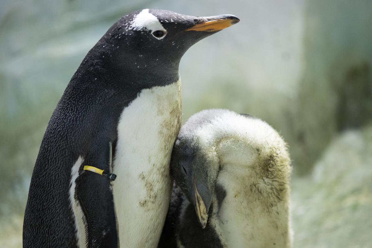 Birmingham: Maleni pingvin Gentoo novi je stanovnik zoo vrta