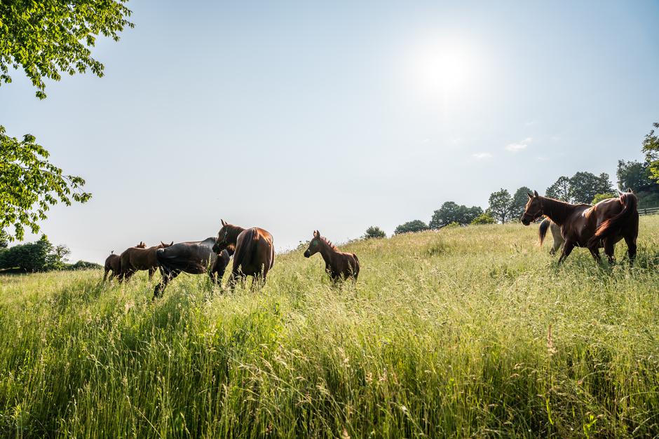 Čarolija blagdana na mističnim bilogorskim brežuljcima