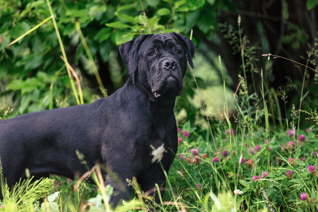 Cane Corso