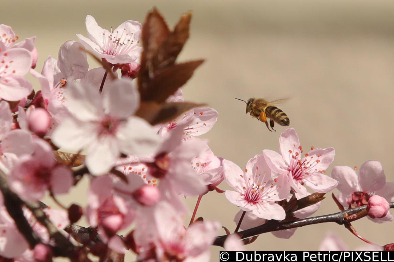 Osijek: Ulica Matije Antuna Reljkovića polako postaje najrascvjetanija gradska ulica