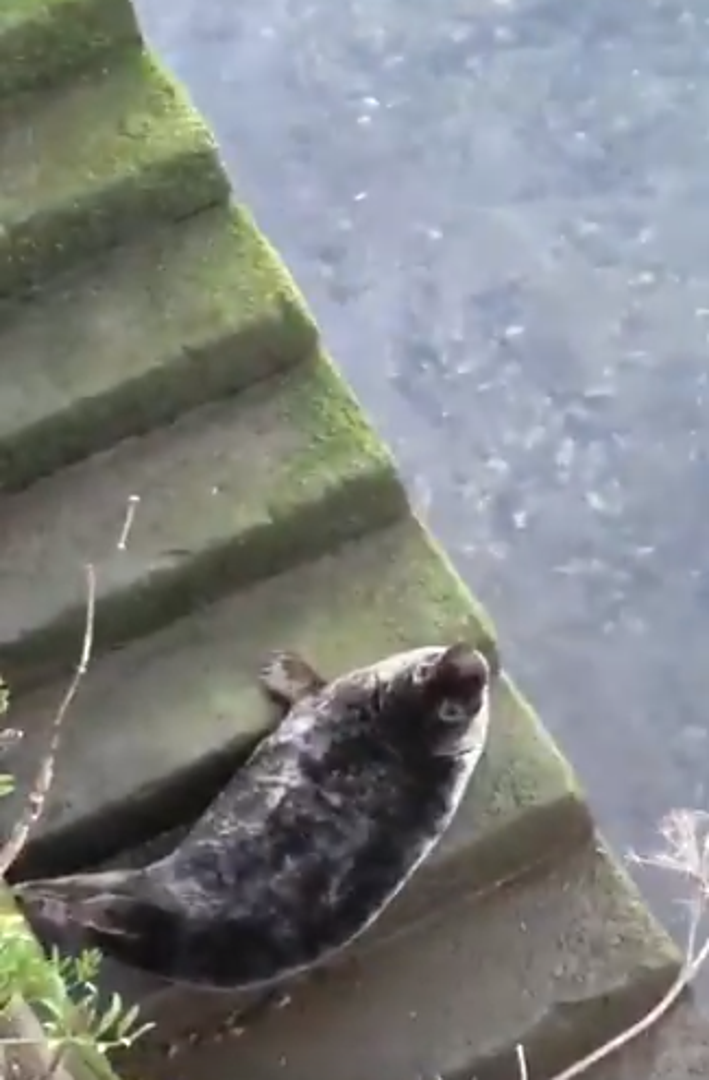 Jedan tuljan uživao je na bankini rijeke Urumee u Španjolskoj.