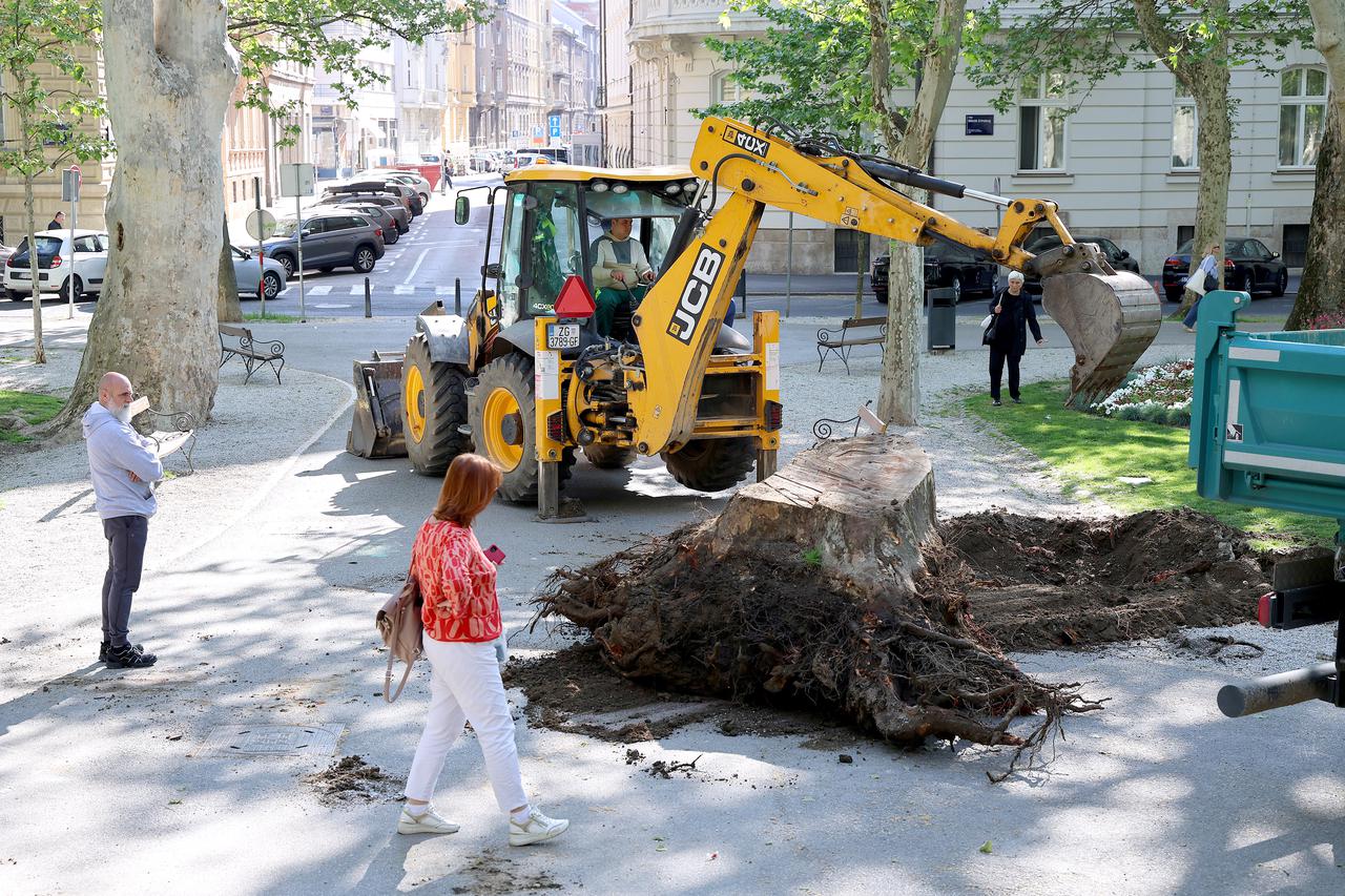 Zagreb: Uklonjen panj srušene platane na Zrinjevcu