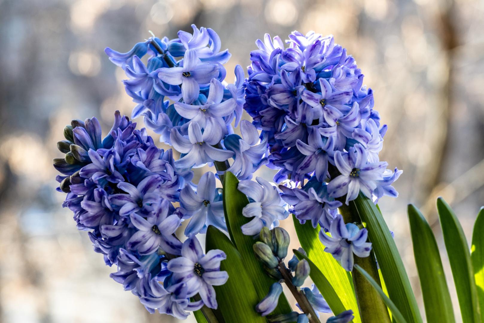 3. Zumbul: Zumbul je omiljena biljka koja daje cvjetove u različitim bojama, uključujući plavu. Najbolje uspijeva na punom suncu i u organski bogatom tlu. "Zumbuli cvjetaju dva do tri tjedna sredinom proljeća, stoga svakako uživajte u njihovoj zadivljujućoj ljepoti dok traju", rekao je stručnjak.