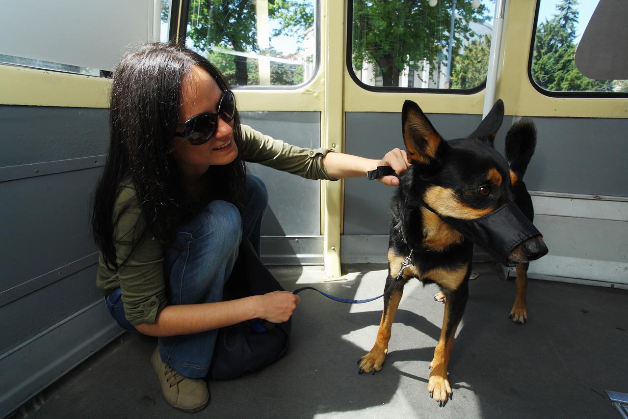 Vlasnici često kažu da je njihov pas pristojan i umiljat, pa nema potrebe za brnjicom