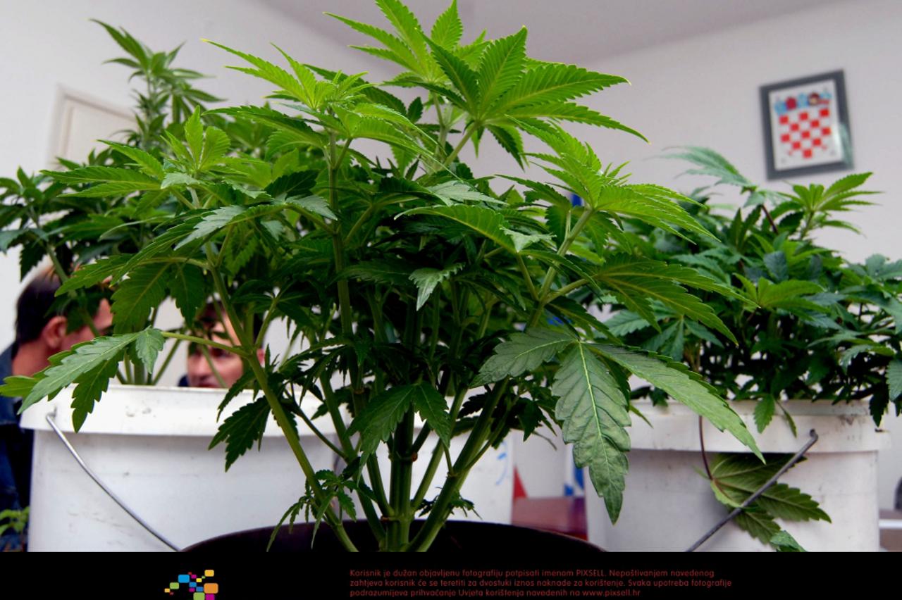 laboratorij,marihuana,slavonski brod (1)