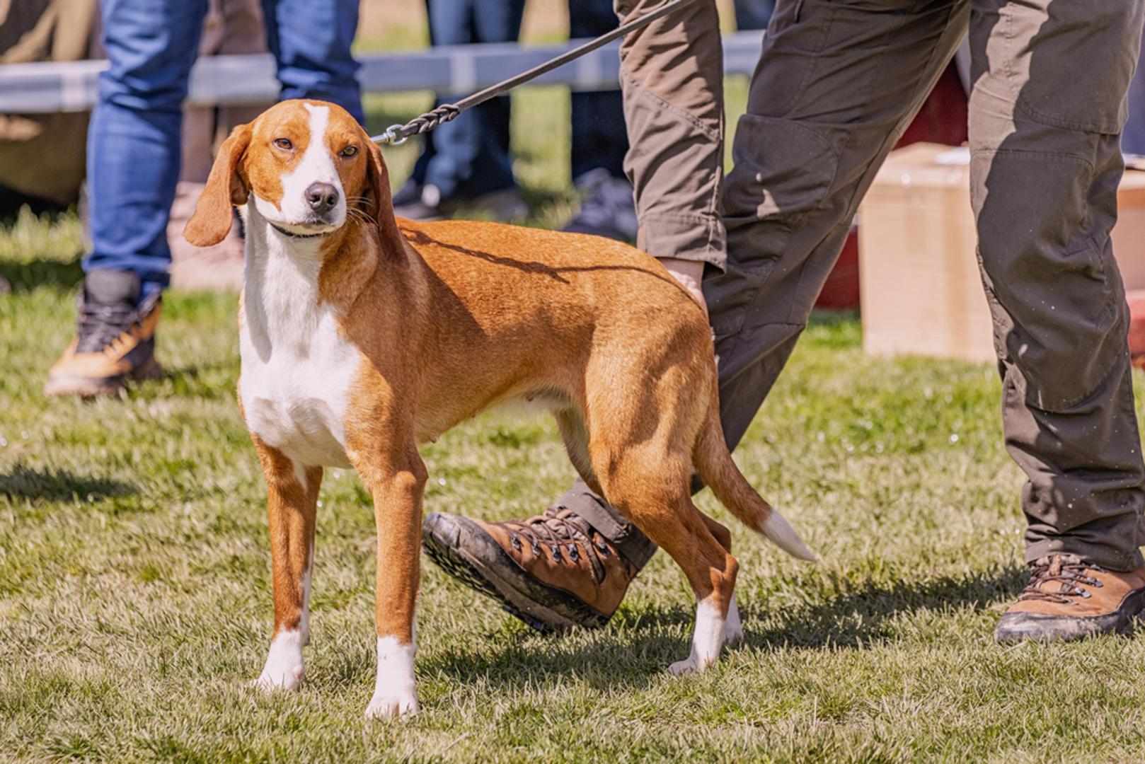 Posavski gonič: Posavac je gonič koji je stoljećima vezan uz lov i život uz čovjeka u posavskom području pa se najbolje snalazi kad ima svrhu i rutinu. Tipično je uporan na tragu i treba mu dosta kretanja, posebno ako nije u radnom režimu. U domu može biti privržen i miran, ali mu ne godi život bez izlazaka i aktivnosti.