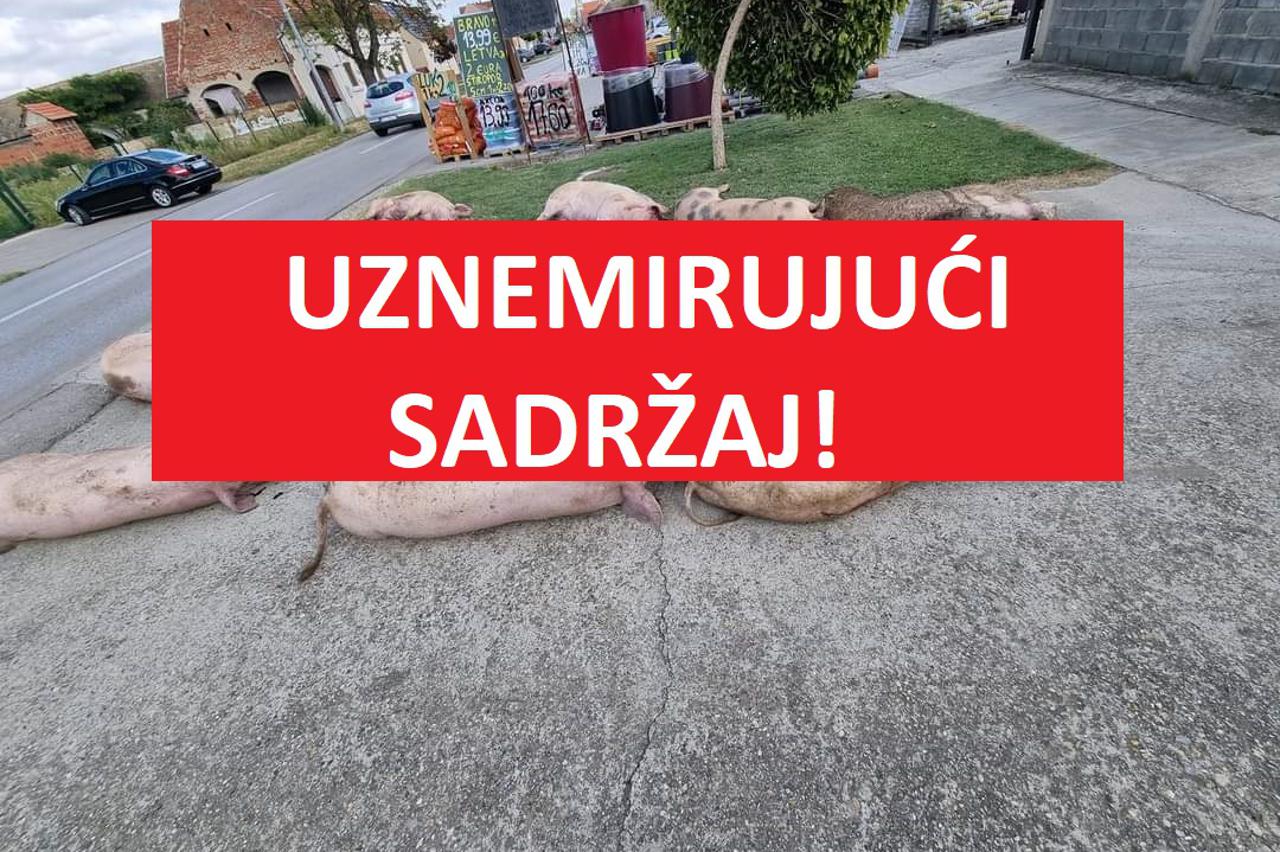 ubijene svinje