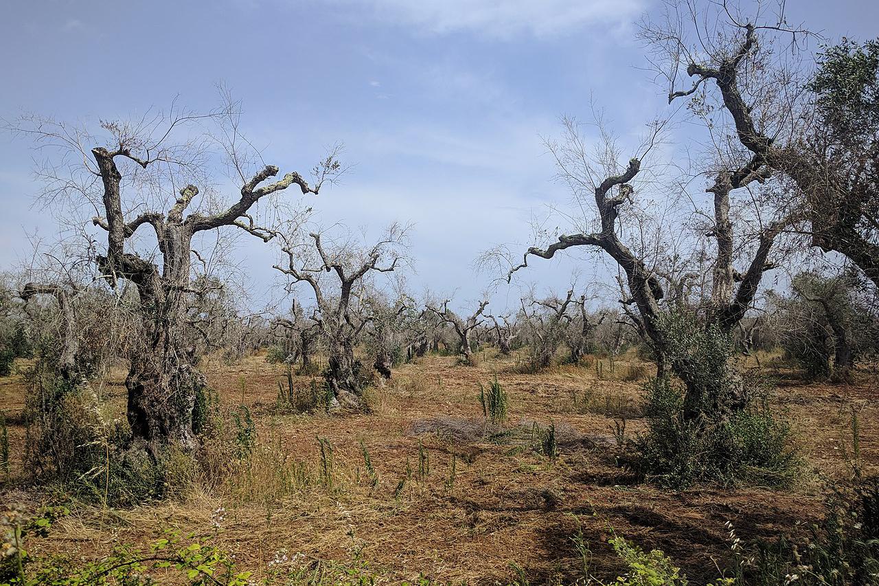 Bolest Xylella fastidiosa poharala talijanske maslinike