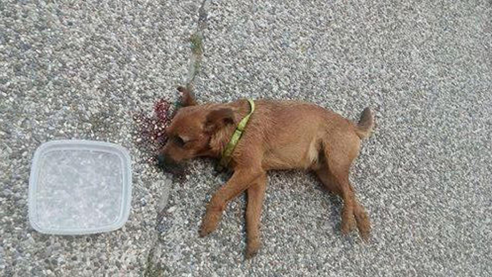 Nesretni psić uginuo je od posljedica pada...