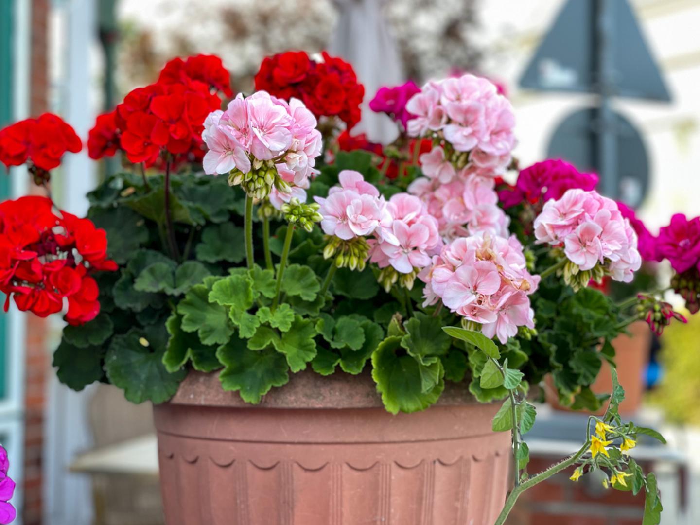 Pelargonije: Prve na listi su nezaobilazne pelargonije, poznate po svojoj izdržljivosti i dugotrajnom cvjetanju. Dolaze u mnogim bojama i savršeno podnose sunčana mjesta. Osim što podnose visoke temperature, pelargonije su otporne i na kraća sušna razdoblja. Njihovi dekorativni cvjetovi i grmolika forma idealni su za sadnju u sandučiće i viseće posude.