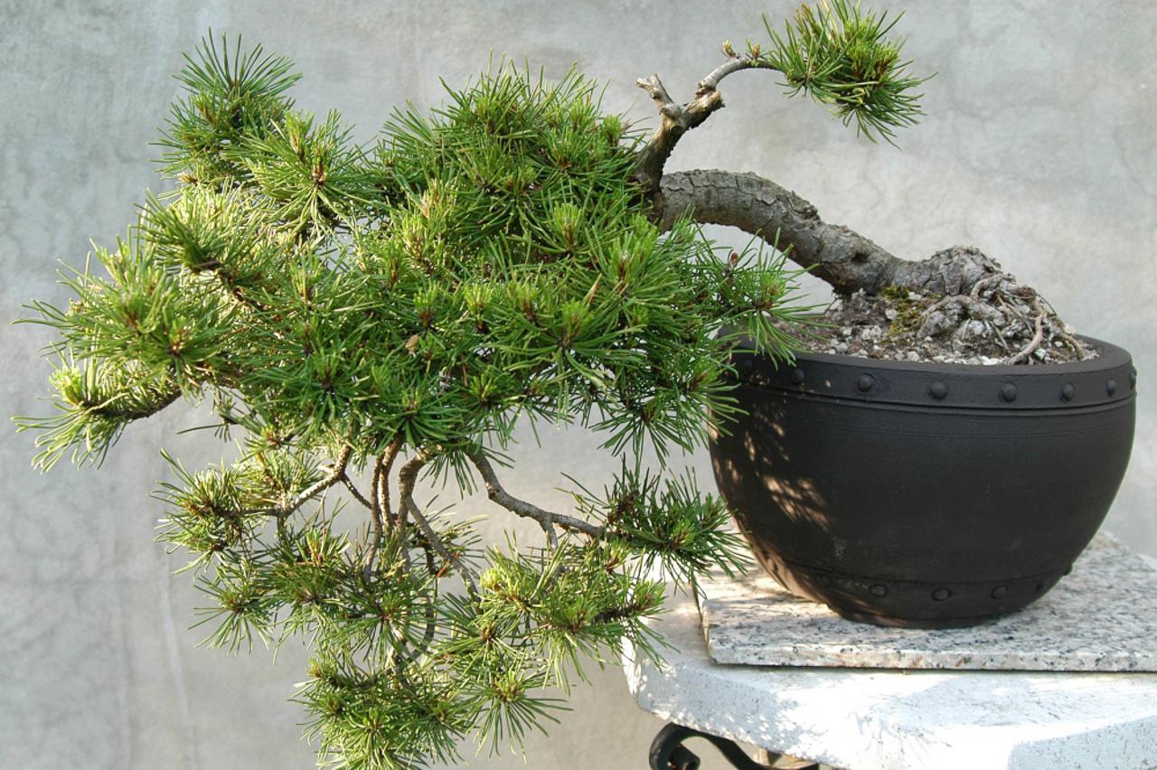 Bonsai 