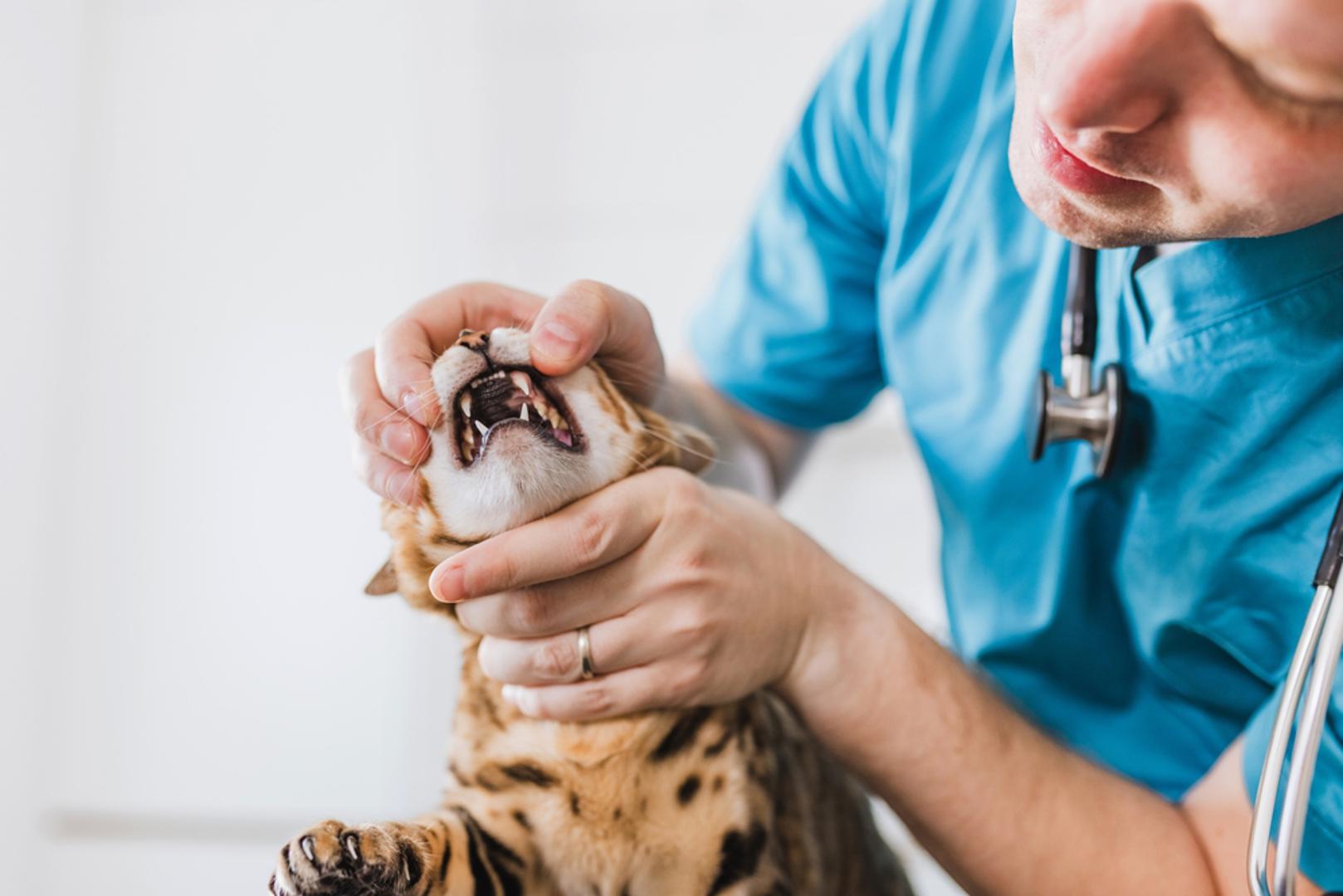 Ne preskačite odlaske veterinaru: Redoviti veterinarski pregledi važni su kako bi mačka primila potrebna cjepiva i kako bi se eventualni zdravstveni problemi otkrili na vrijeme. Ako primijetite povraćanje, gubitak težine, promjene na očima ili neko drugo odstupanje, pregled ne treba odgađati. 