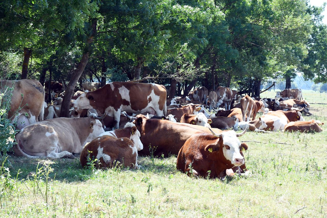 Stočarima u Osekovu uginulo 58 krava