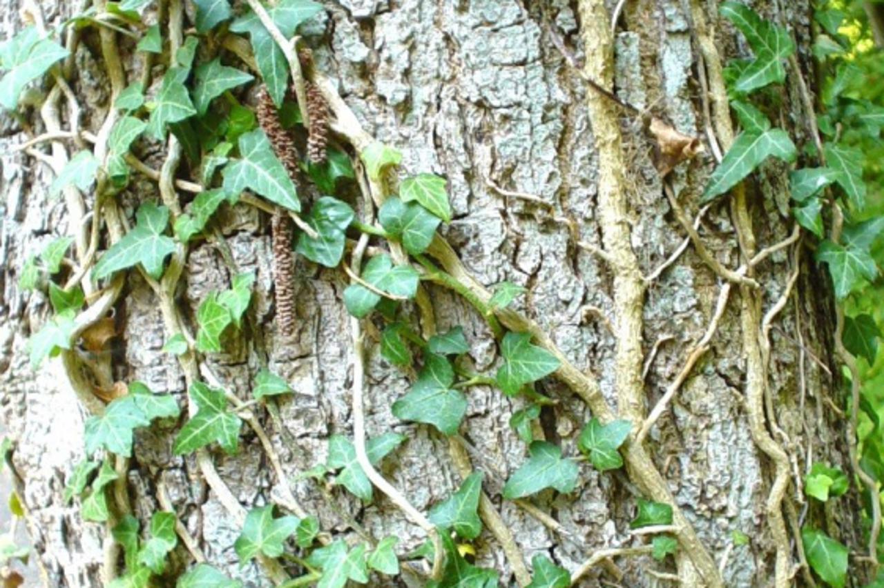 brsljan_peg_ziv_150510