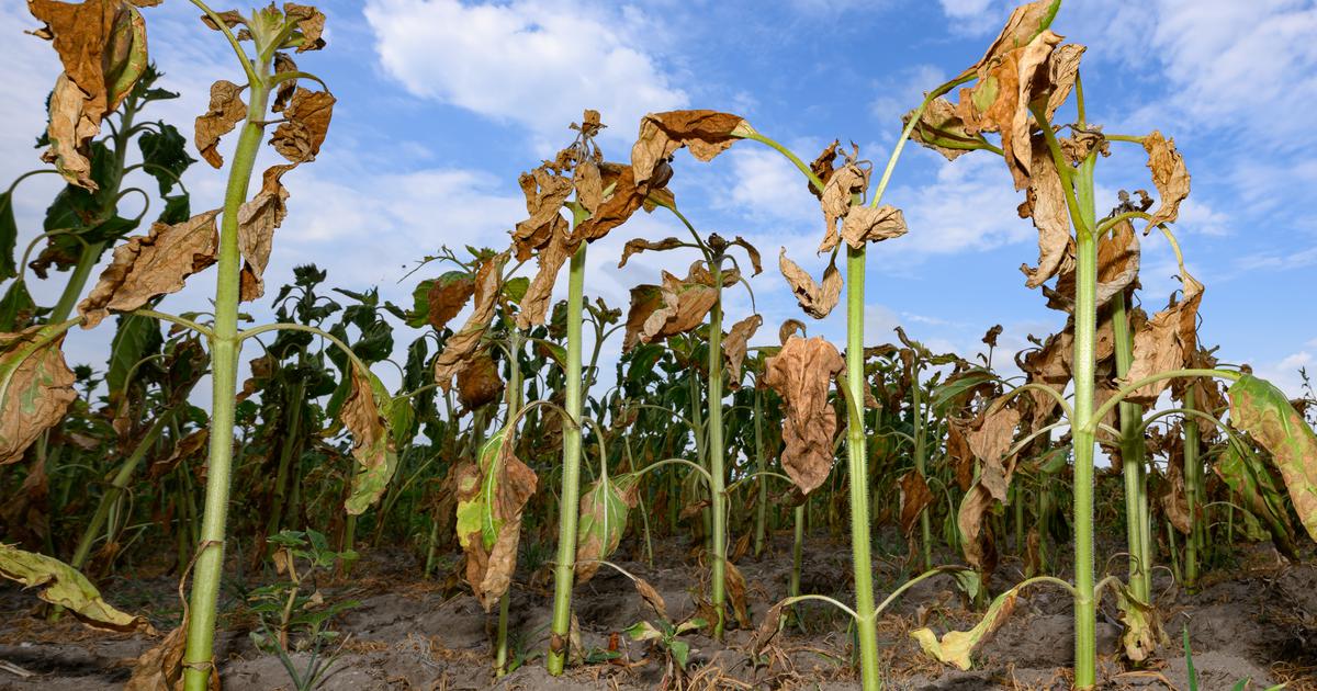 Hrvatska pred klimatskim preokretom: ljeta sve toplija, suše sve duže, a prilagodba kasni — image 3