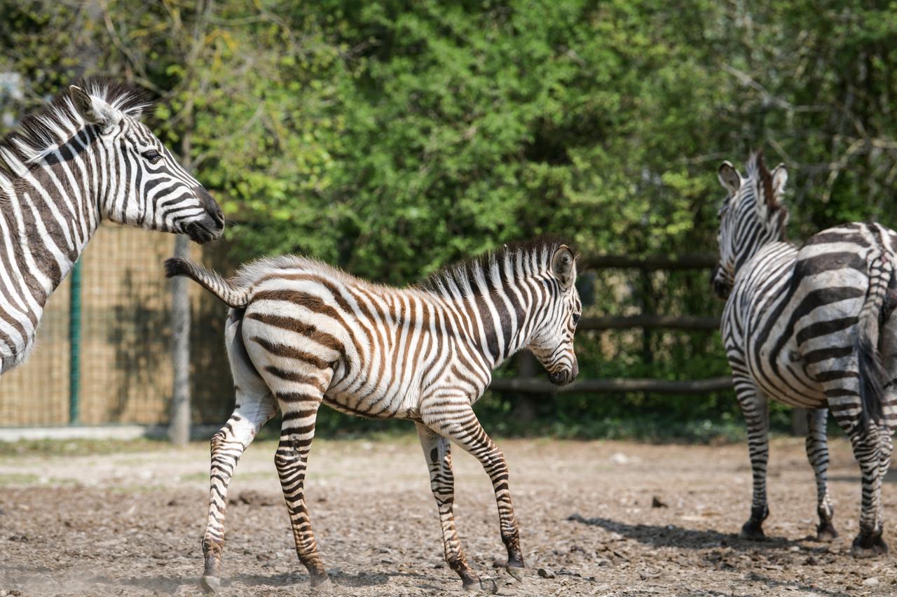 Zagreb: Malena zebra u Zoološkom vrtu dobila je ime Iskra