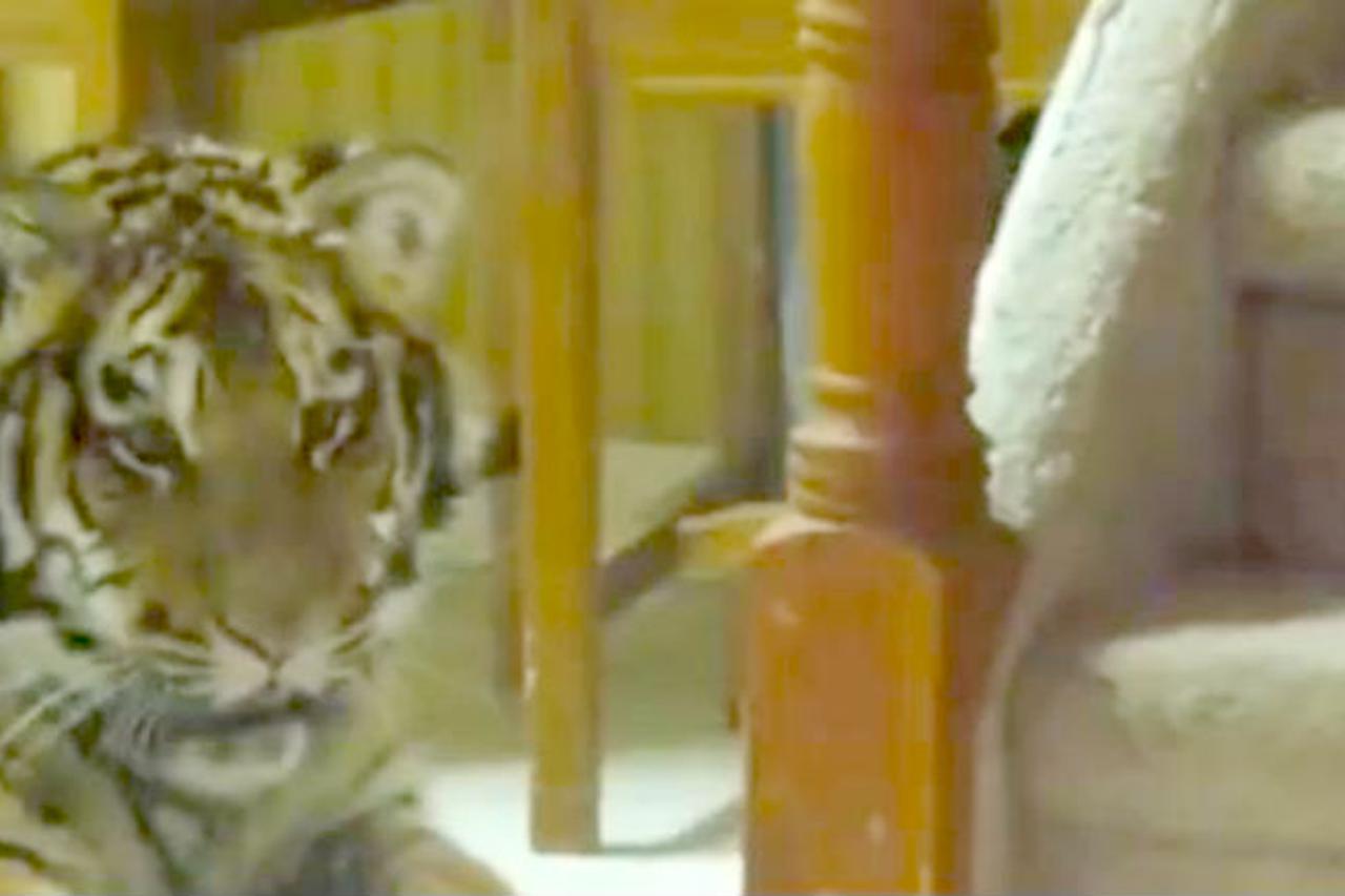 Tigar koji se boji usisavača