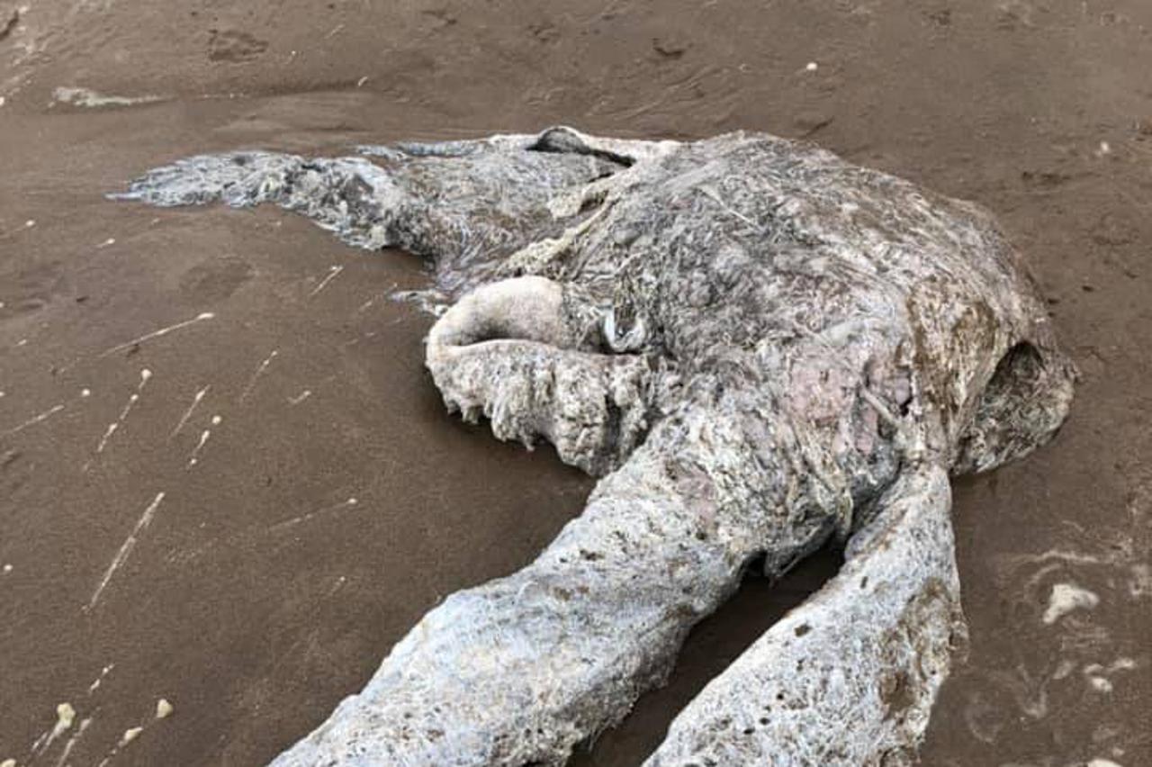 Stvorenje s plaže u Devonu