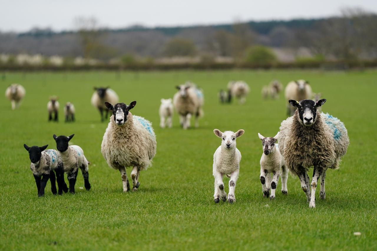 Ovce i novoro?ena janjad na farmi u Bedfordshireu dok po?inje sezona janjenja prije tradicionalnog London Sheep Drivea