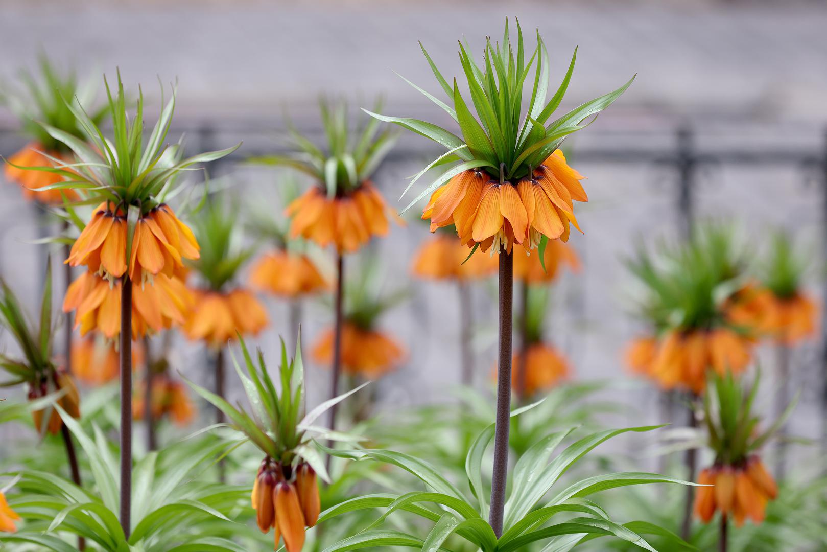 Među njima se posebno ističe carska krunica, poznata i kao carska kockavica ili carska kruna, zasađena uz kip svetog Jurja kod Kamenitih vrata.