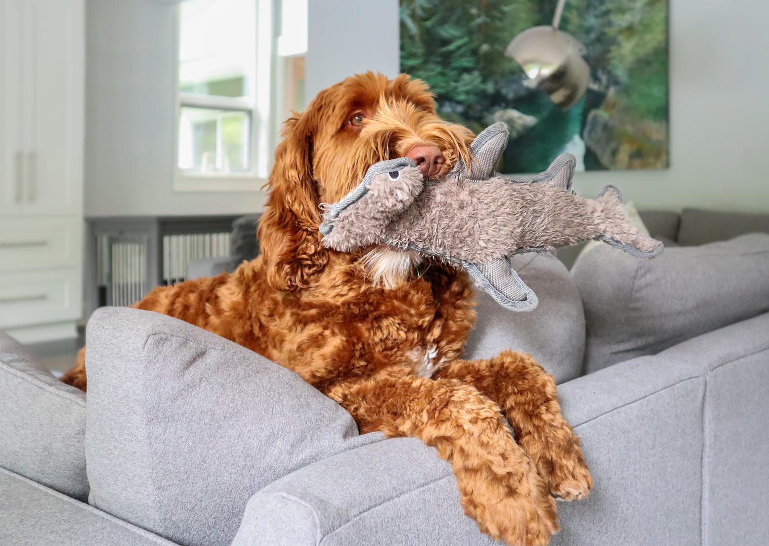 Donošenje igračaka i darova: Neki psi mogu pokušati donijeti svoje igračke kao znak pomirenja dok pokušavaju popraviti stvar. Donošenje omiljenog predmeta može biti način da se iskupe i pokušaju prijeći preko onoga što su učinili.