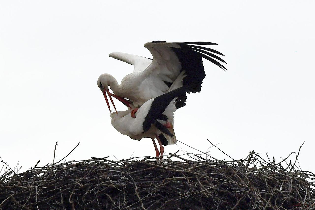 Klepetan i njegova nova družica stigli u Brodski Varoš