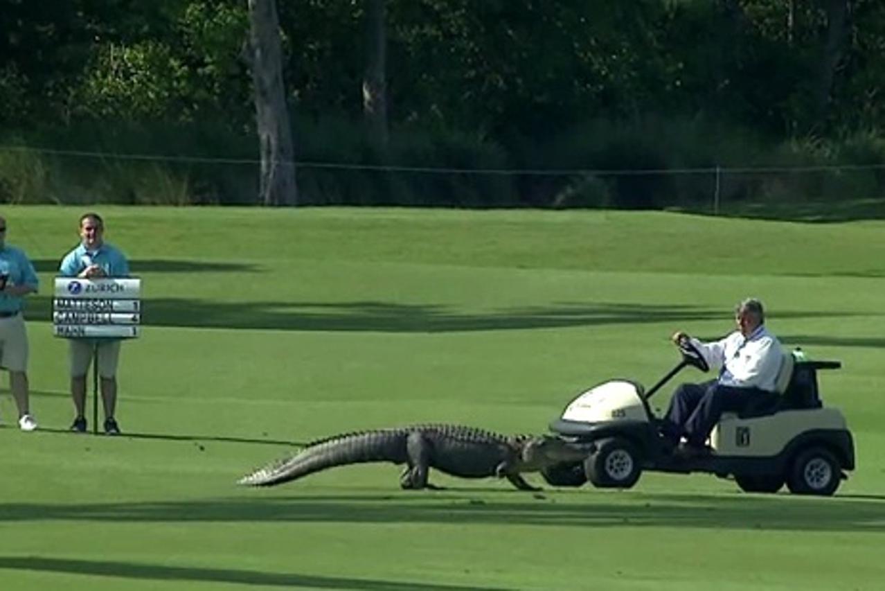 Aligator (1)