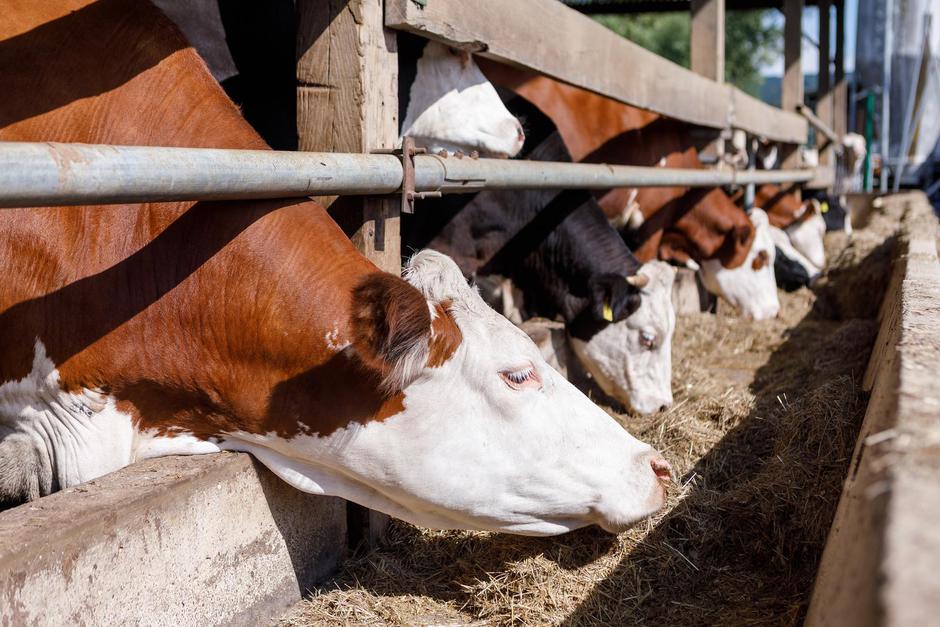 Zagreb: OPG u vlasništvu obitelji Horvatinčić