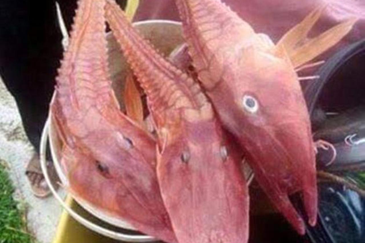 Morska crvenperka