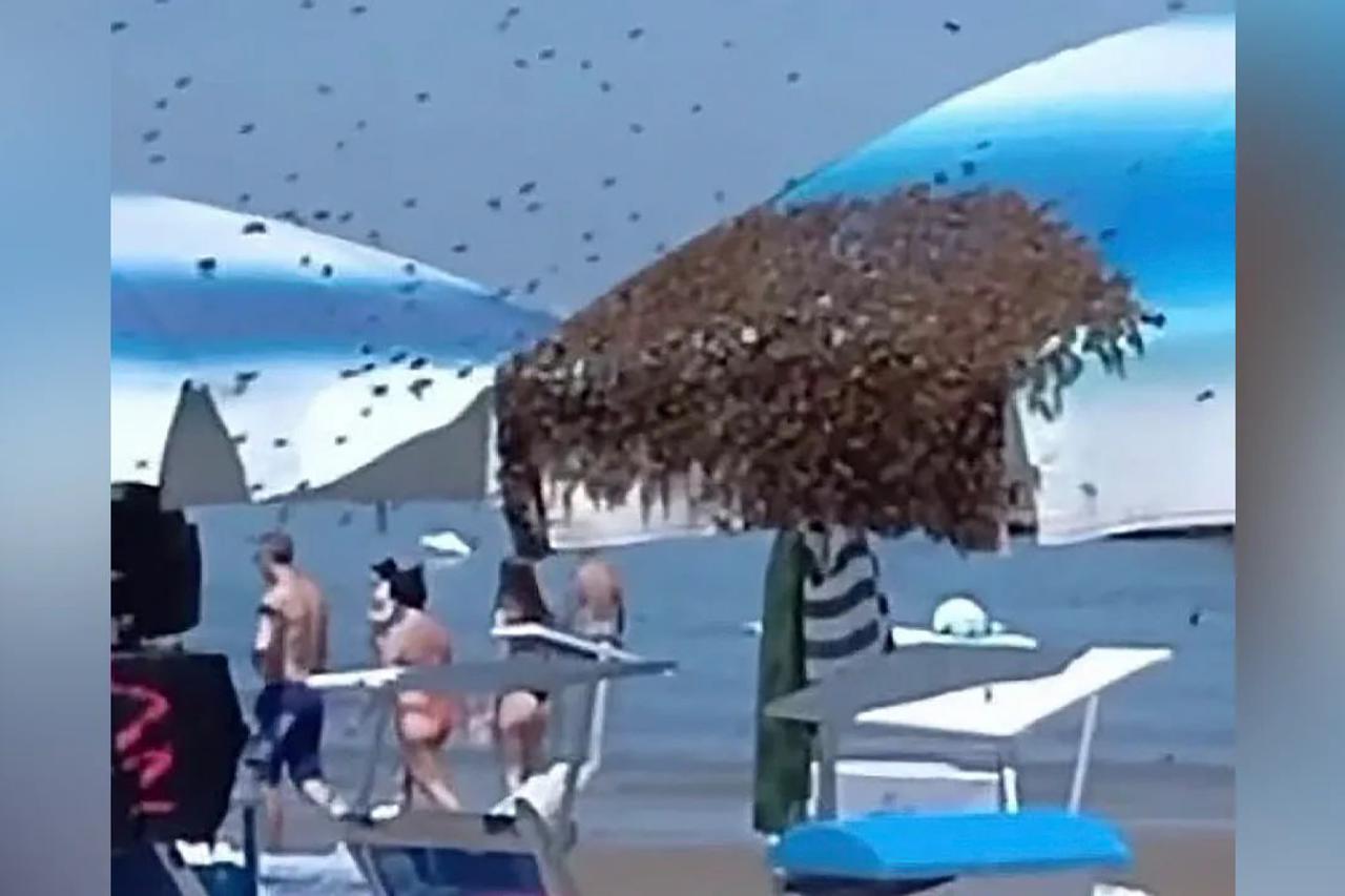 Pčele na plaži