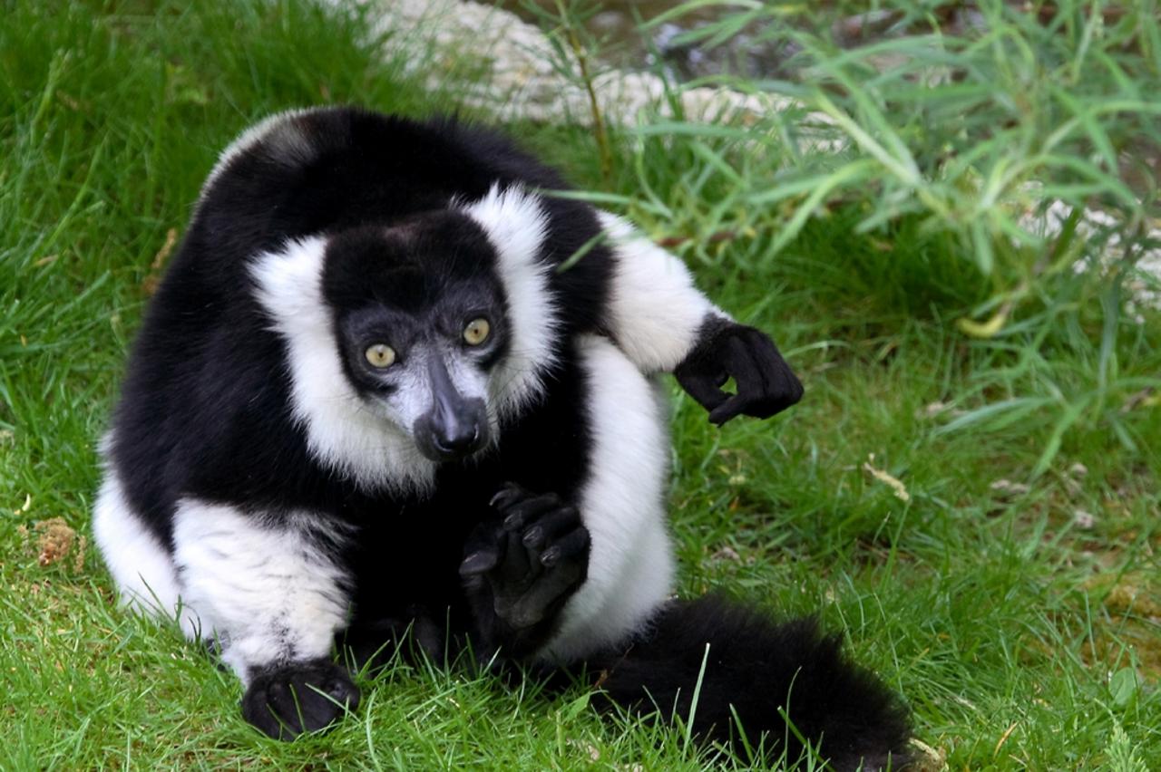 Movember u ZOO-u