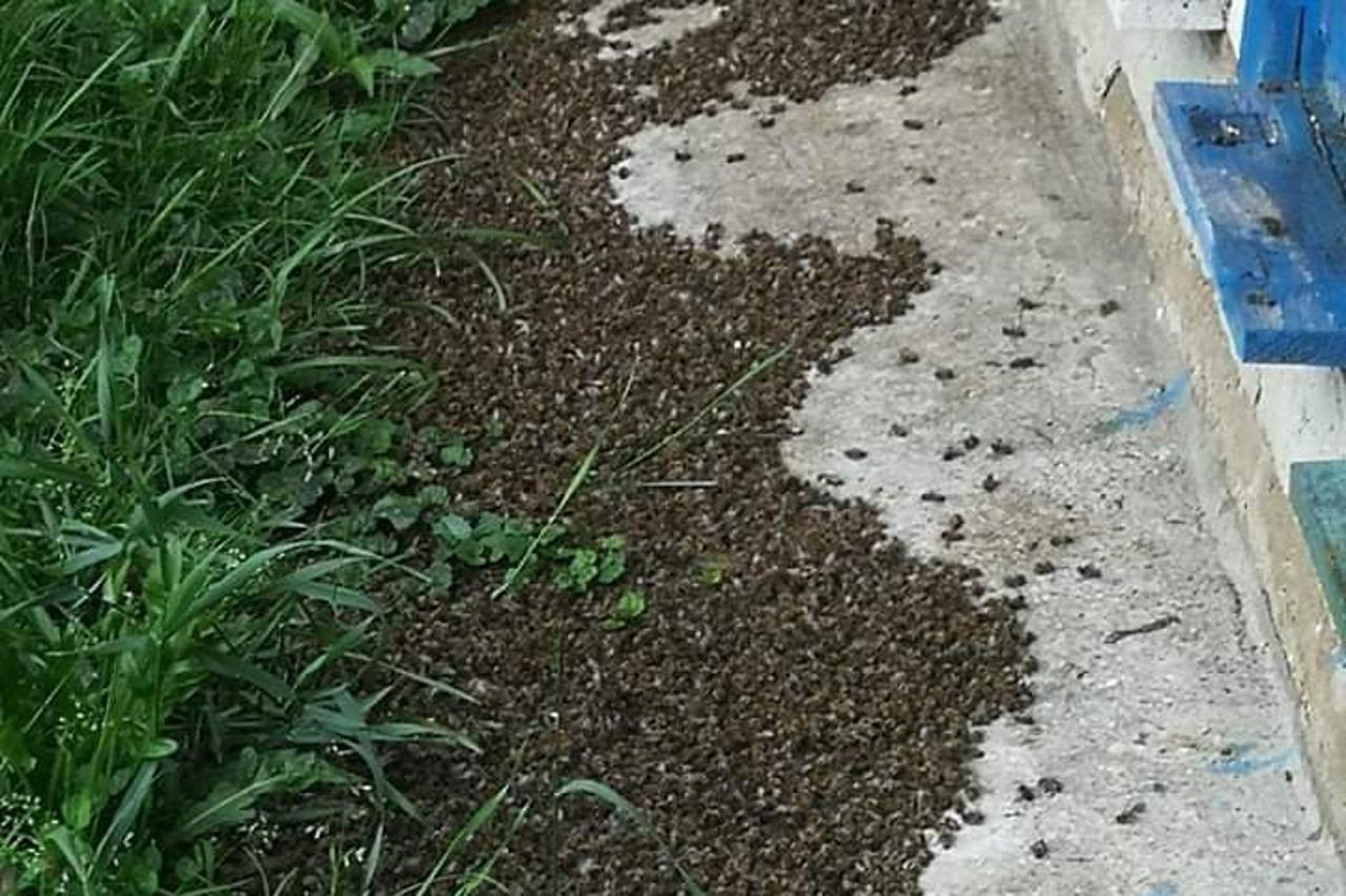 Pomor pčela