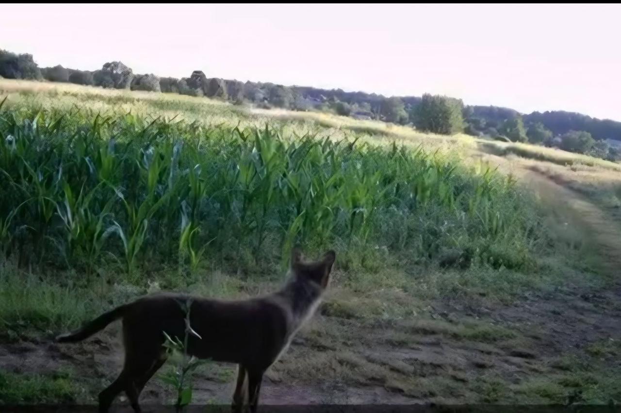 vuk