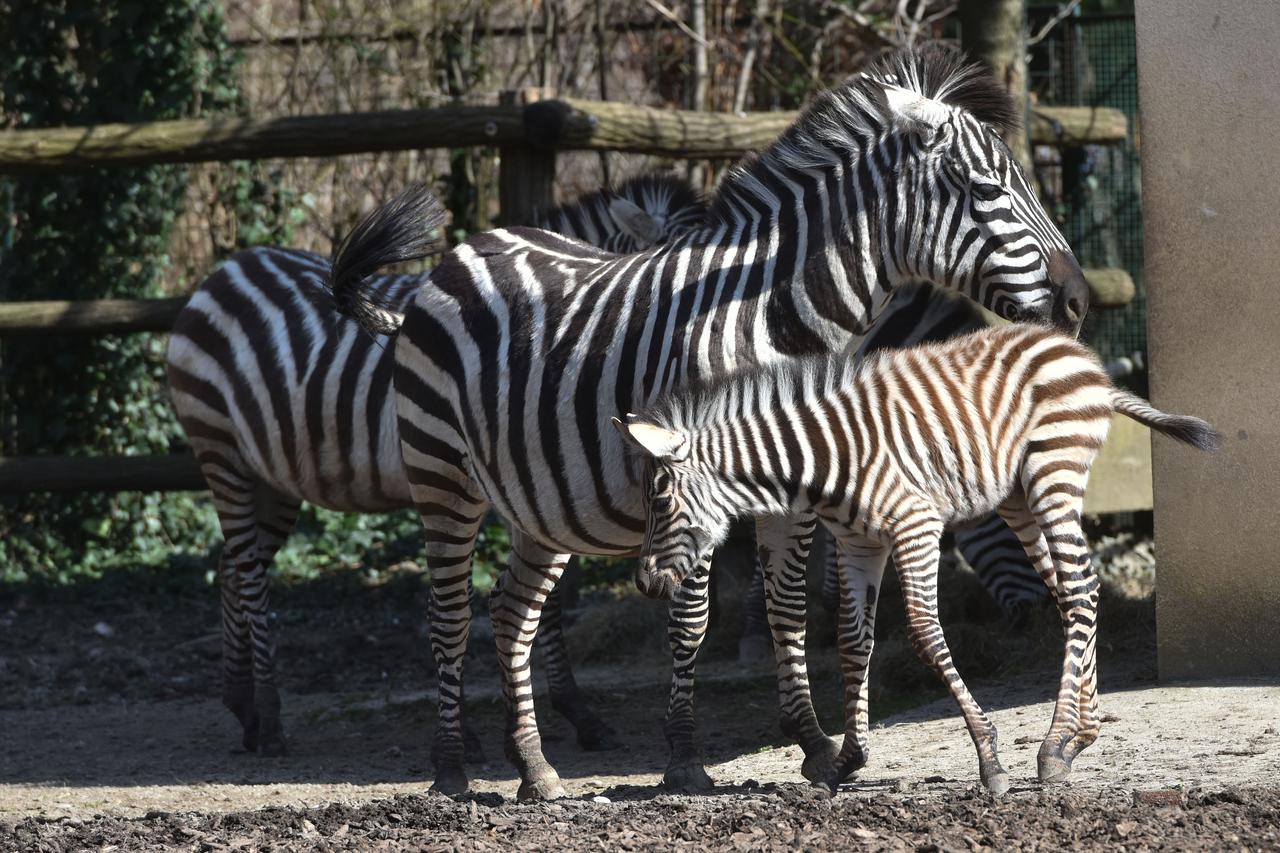 Sabina i Gustav, zebre iz zagrebačkog ZOO-a, dobili drugu prinovu