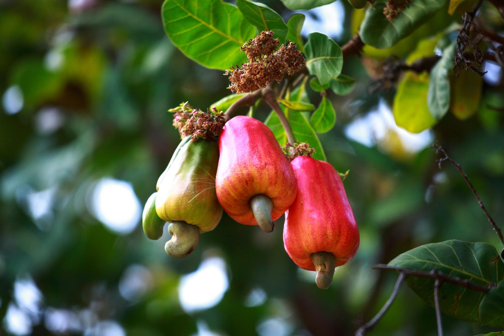 Ovo stvarno nismo zamišljali ovako! Jedno drvo prvo rodi malene plodove koji nalikuju paprikama, ali zapravo ih nazivaju jabukama. Iz njih se potom rodi još jedan plod - indijski oraščić.
