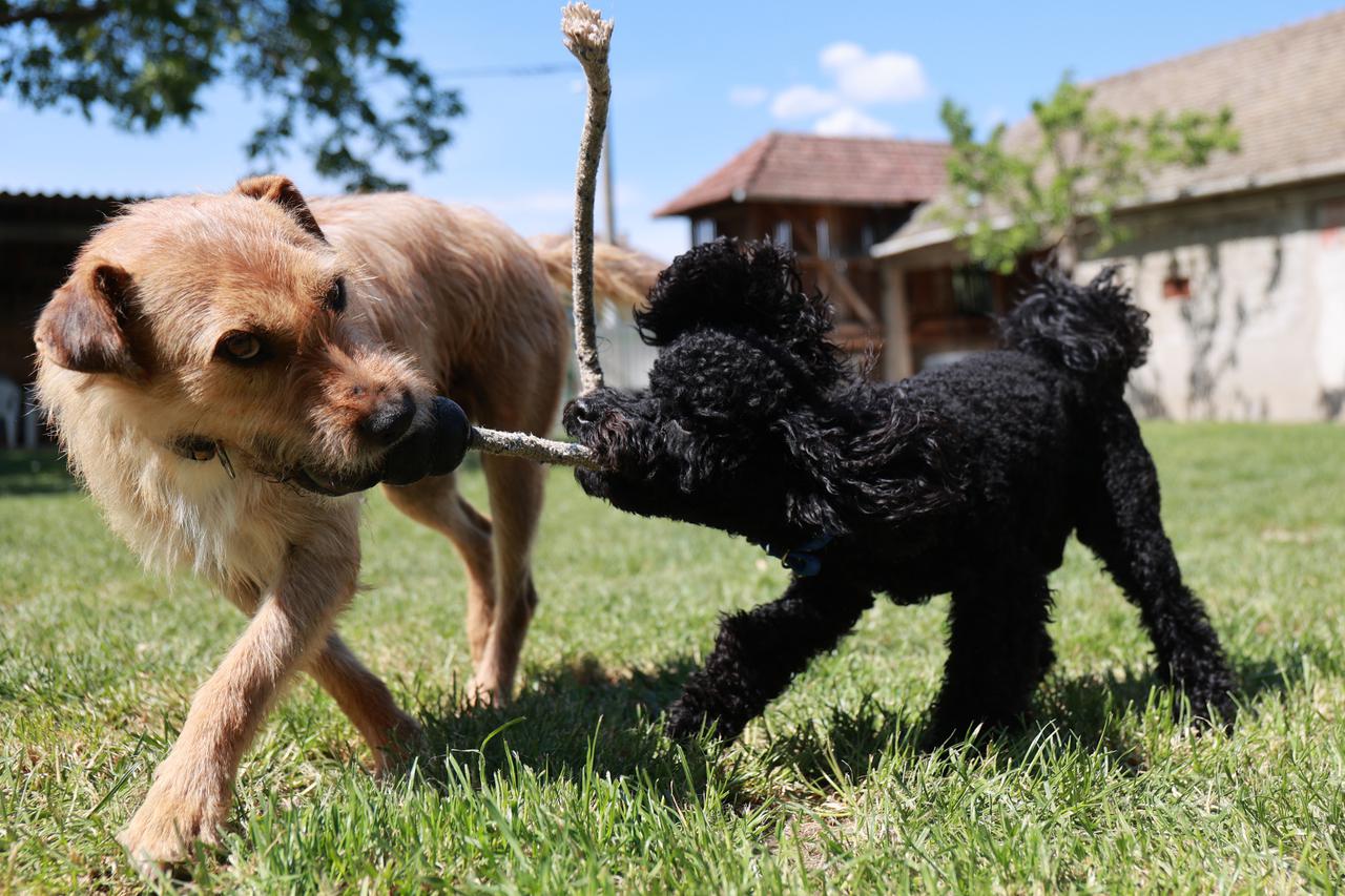 Marinci: Salaš za pse