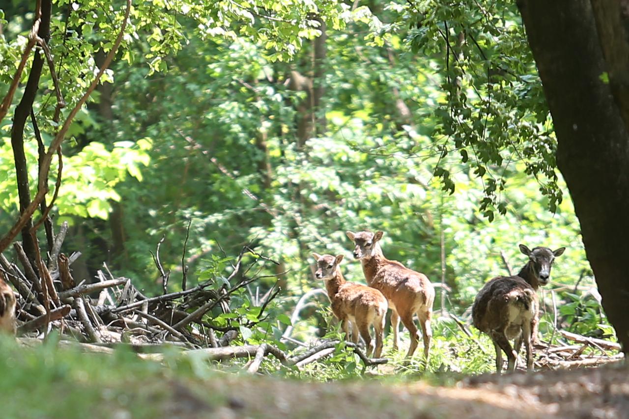 Prezentacija Projekta ustupanja šume Pantovčak Gradu Zagrebu
